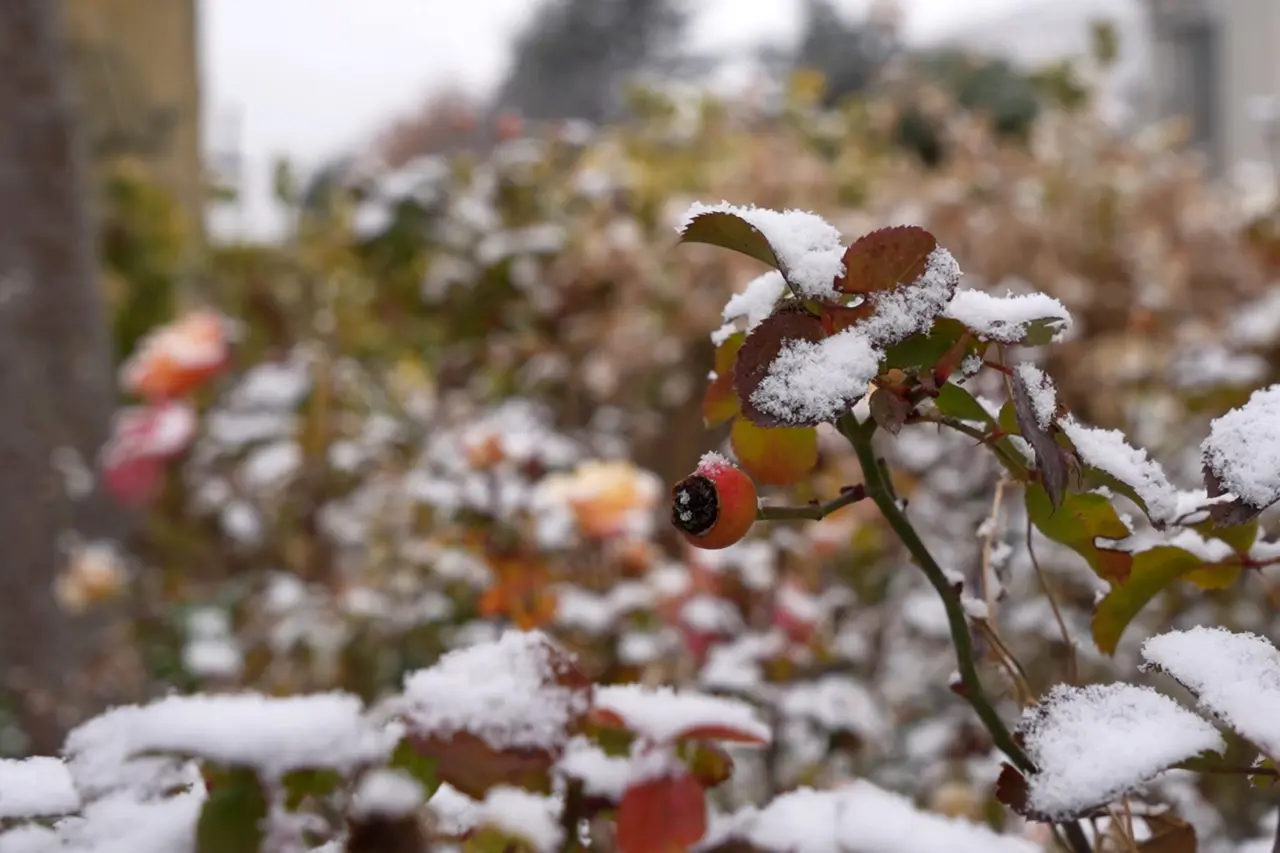 Gümüşhane kent merkezine mevsimin ilk karı yağdı 2