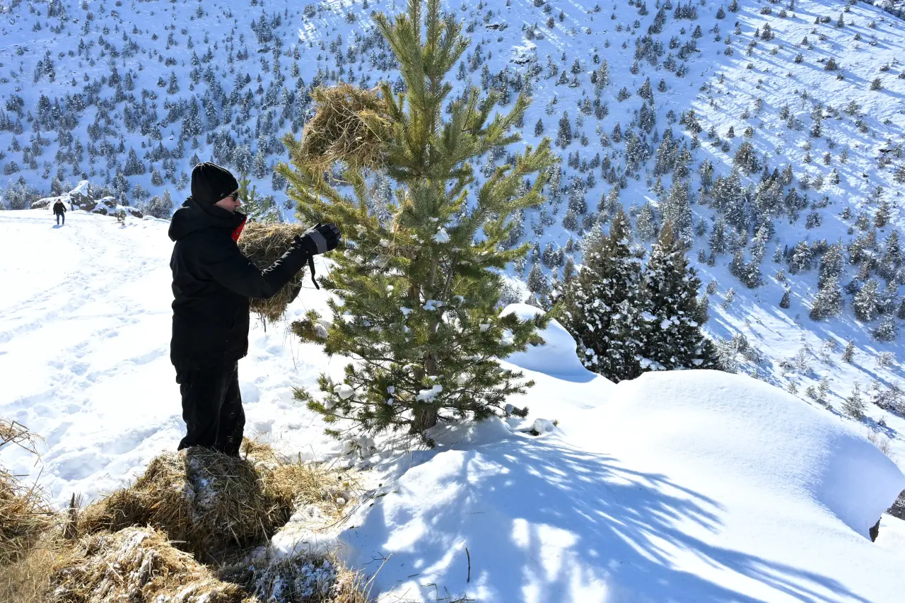 Gümüşhane’de aç kalan yaban hayvanları için seferberlik 34