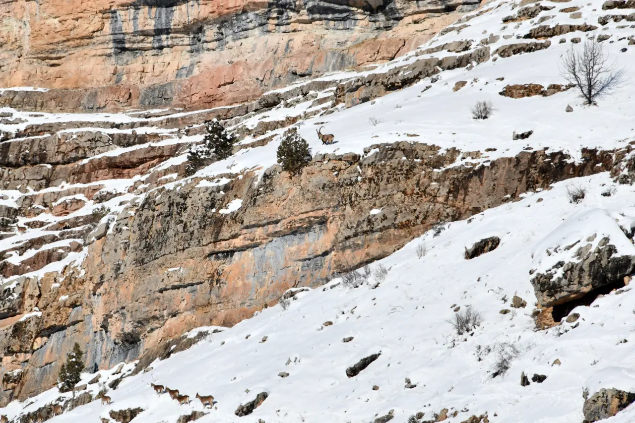 Gümüşhane’de aç kalan yaban hayvanları için seferberlik 21