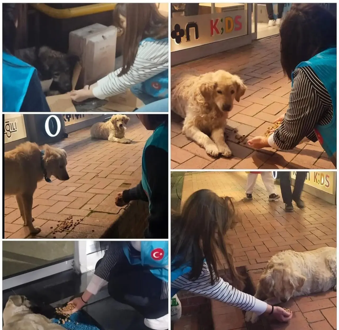 Ülkü Ocaklarından sokak hayvanlarına mama desteği 10