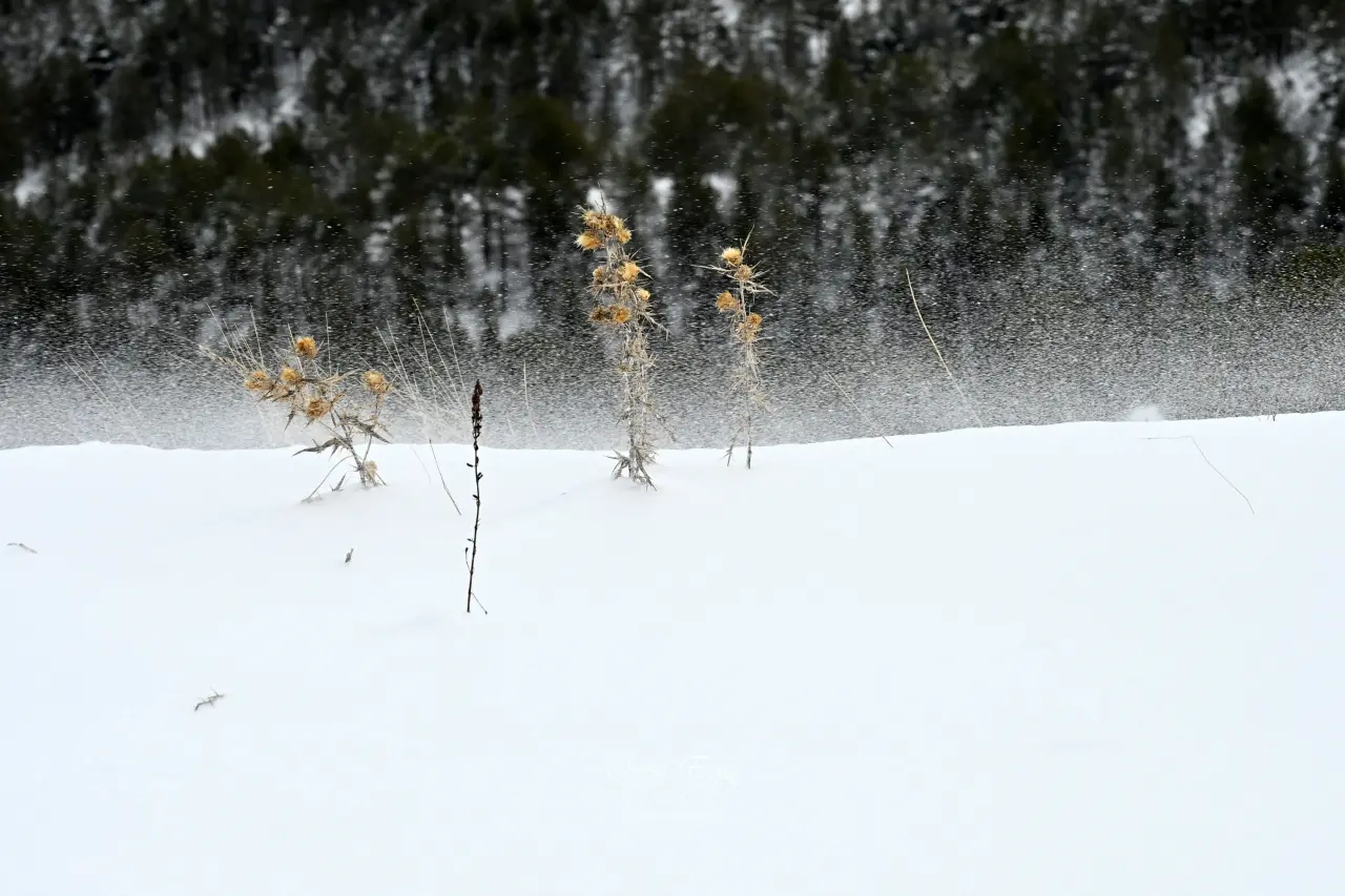 Beyaz huzurun adresi Gümüşhane! 26