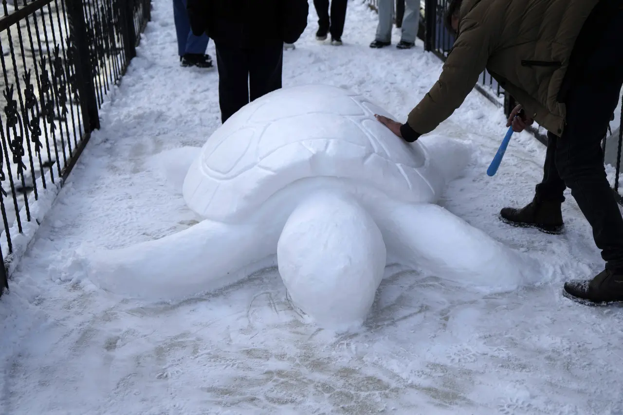 Gümüşhane'de "kardan kaplumbağa" ilgi odağı oldu 2