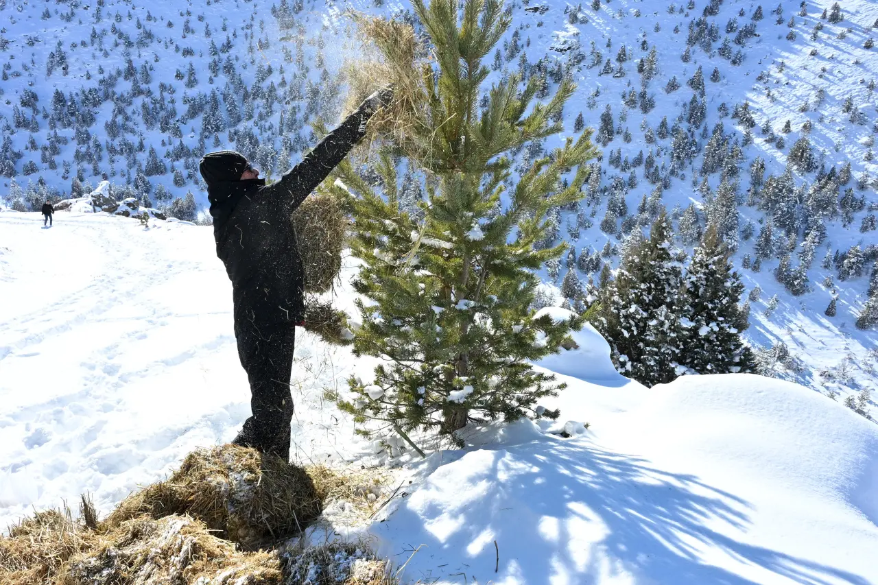 Gümüşhane’de aç kalan yaban hayvanları için seferberlik 8
