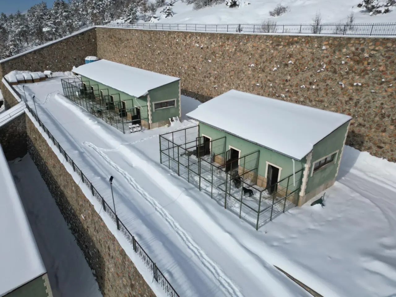 Gümüşhane Belediyesi: Barınak görüntüleri güncel değil, iddialar gerçek dışı 3