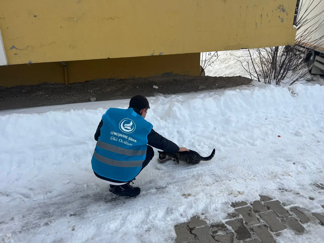 Ülkü Ocaklarından sokak hayvanlarına mama desteği 7