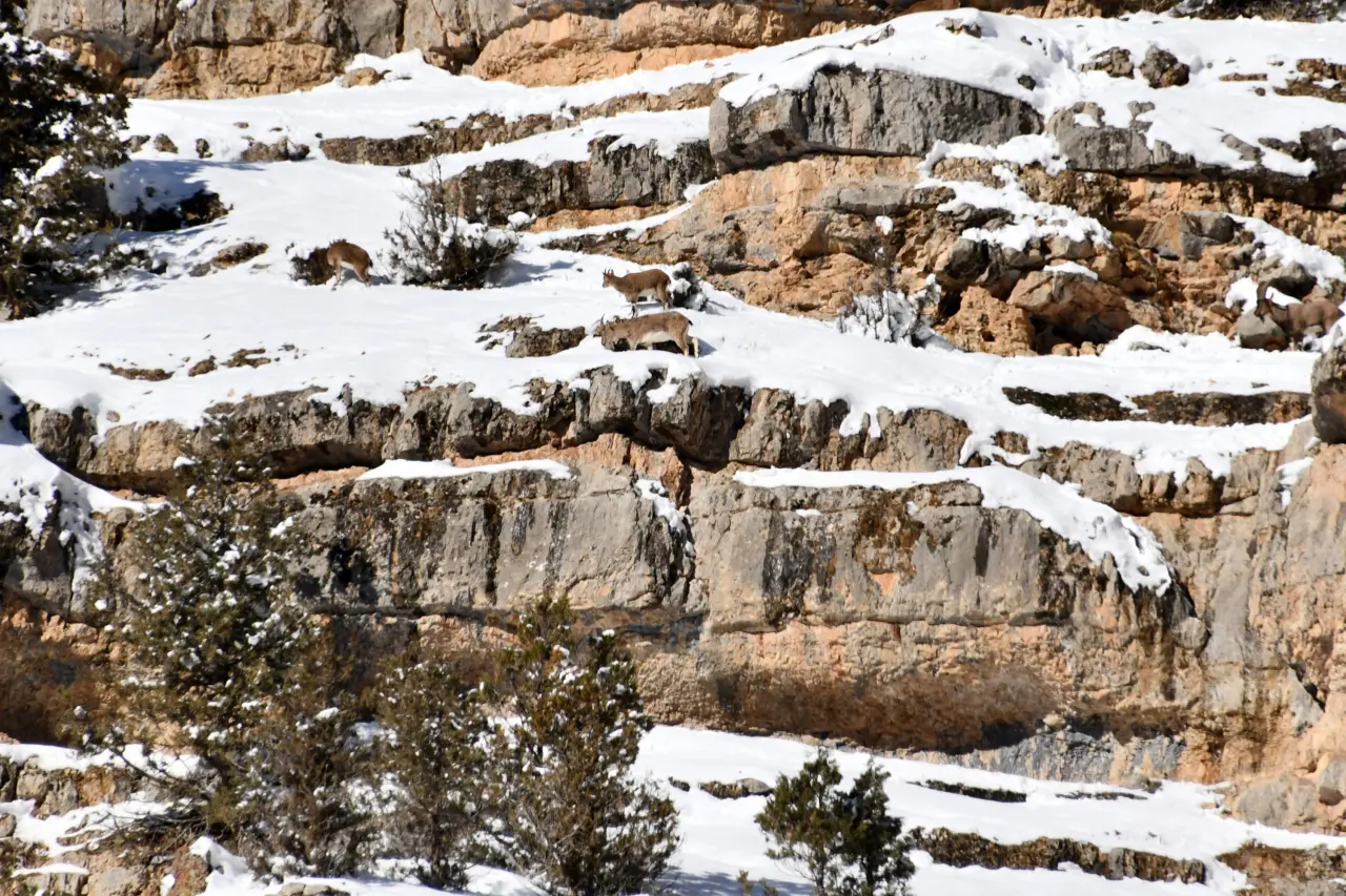 Gümüşhane’de aç kalan yaban hayvanları için seferberlik 26
