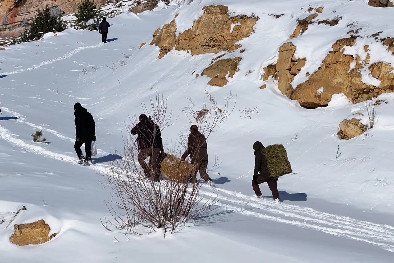 Gümüşhane’de aç kalan yaban hayvanları için seferberlik 43