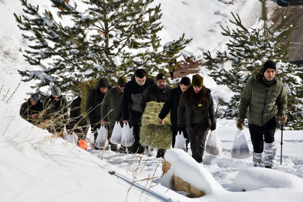 Gümüşhane’de aç kalan yaban hayvanları için seferberlik 2