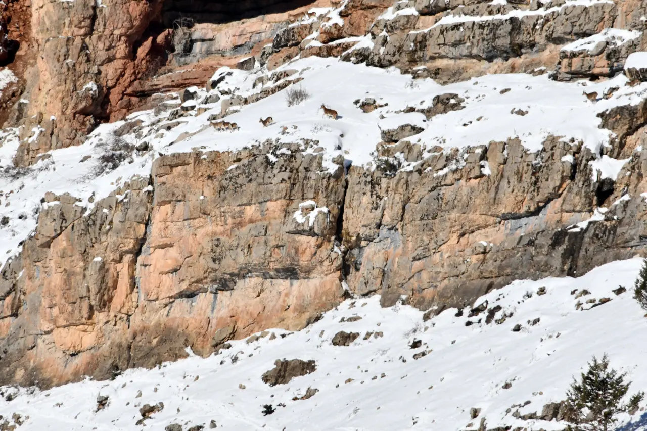Gümüşhane’de aç kalan yaban hayvanları için seferberlik 22