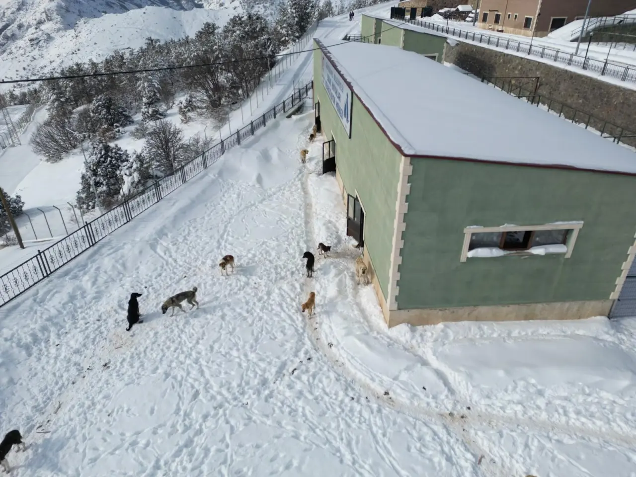 Gümüşhane Belediyesi: Barınak görüntüleri güncel değil, iddialar gerçek dışı 2