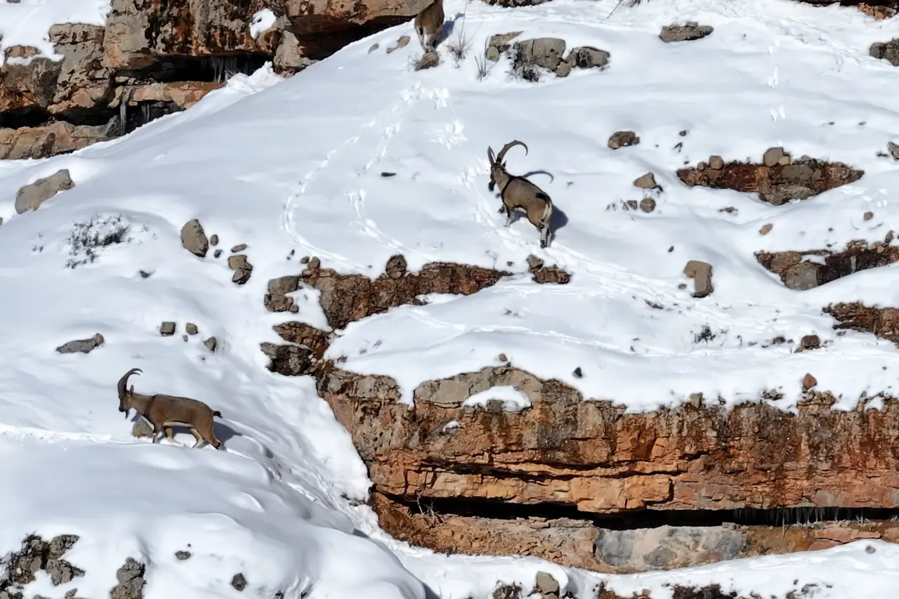 Gümüşhane’de aç kalan yaban hayvanları için seferberlik 13