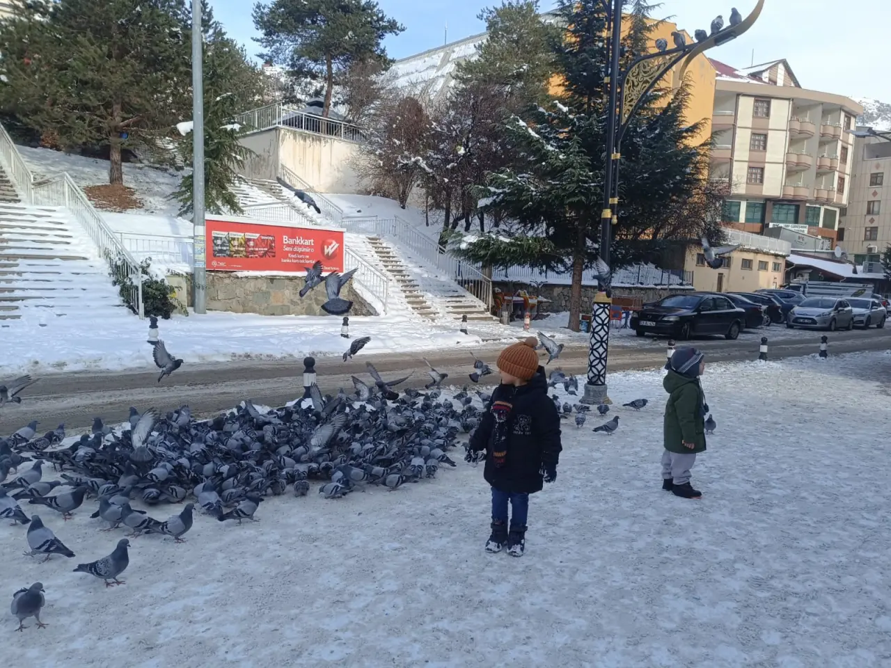 Ülkü Ocaklarından sokak hayvanlarına mama desteği 1
