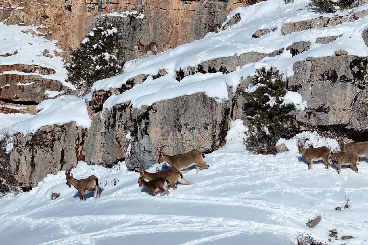 Gümüşhane’de aç kalan yaban hayvanları için seferberlik 12