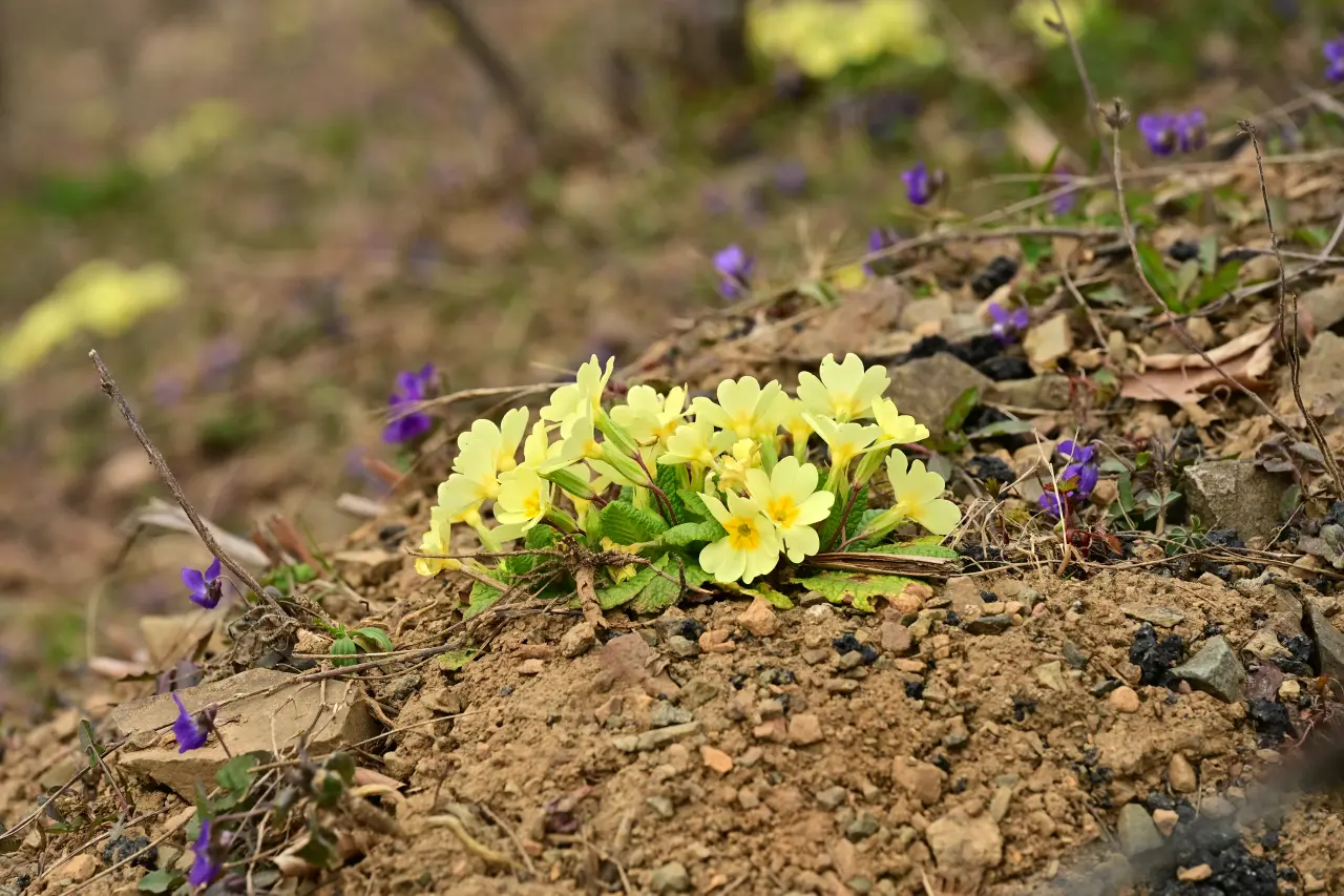 Botlar Yeniden Bağlandı! Ramazan Molası Bitti, GÜDAK Kürtün’den Başladı 14