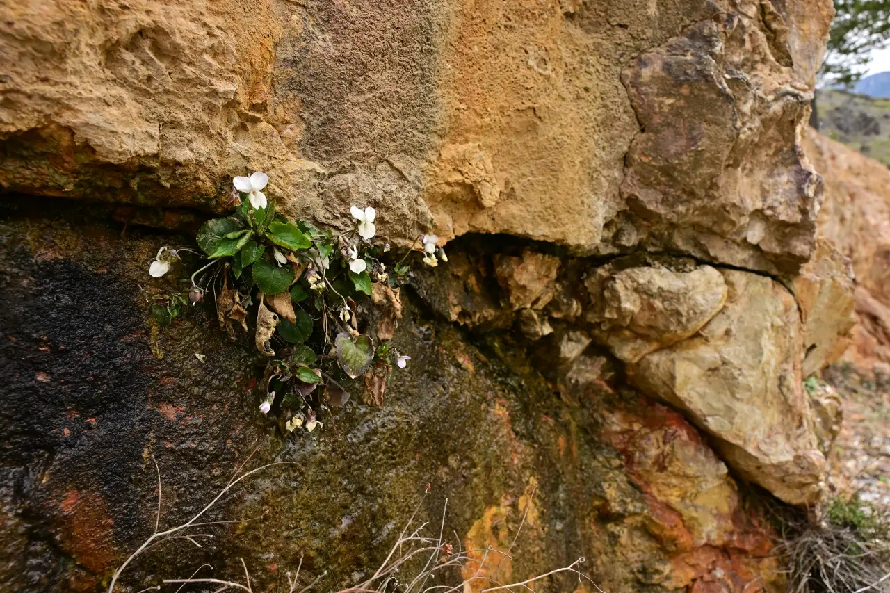 Botlar Yeniden Bağlandı! Ramazan Molası Bitti, GÜDAK Kürtün’den Başladı 12