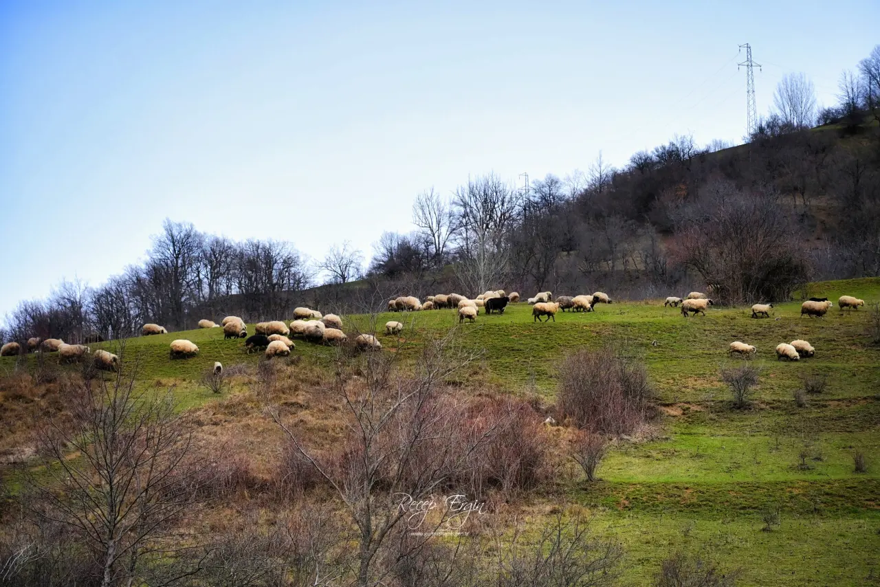 Gümüşhane’de baharın renkleri kışın beyazıyla kucaklaştı 2