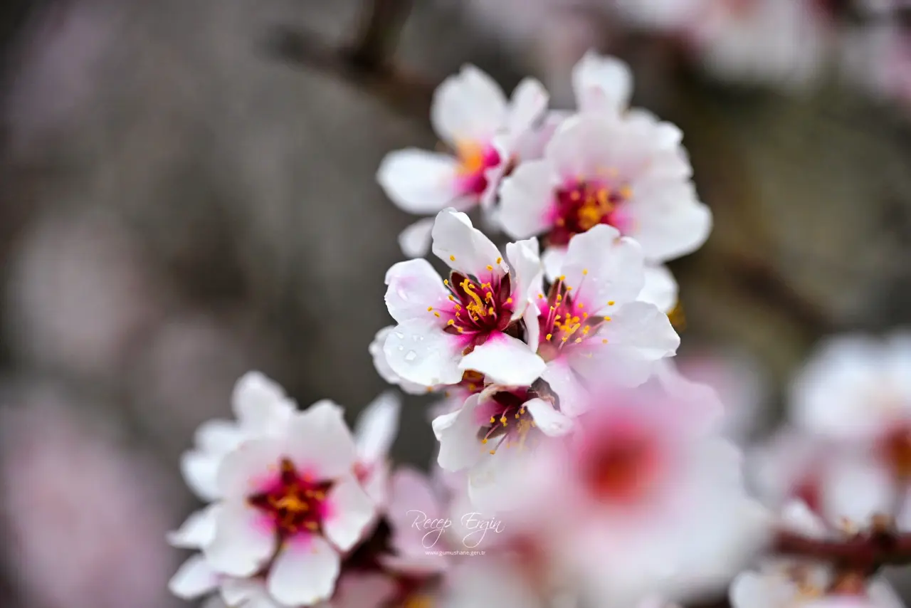Gümüşhane’de baharın renkleri kışın beyazıyla kucaklaştı 15