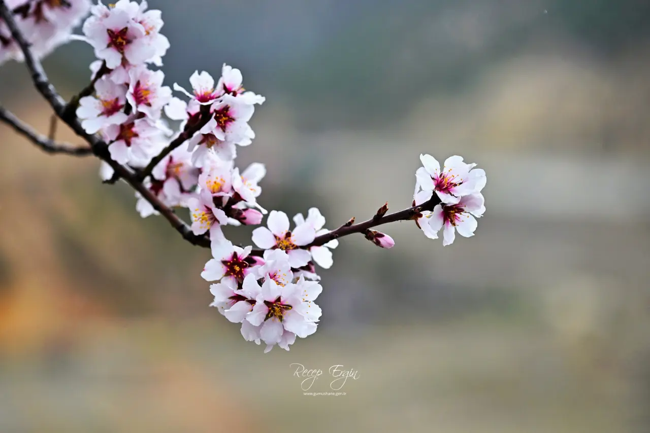 Gümüşhane’de baharın renkleri kışın beyazıyla kucaklaştı 11