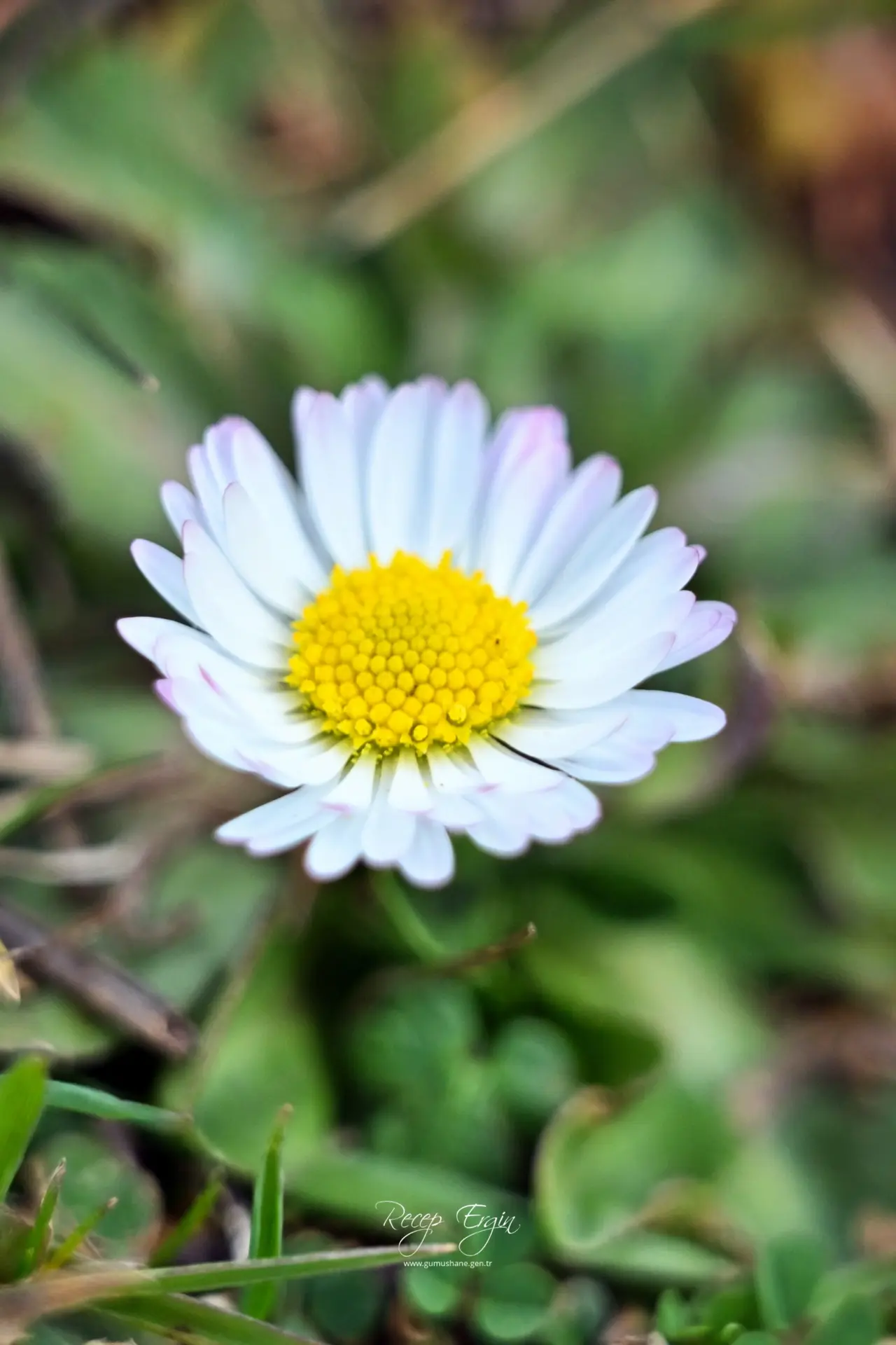 Gümüşhane’de baharın renkleri kışın beyazıyla kucaklaştı 5