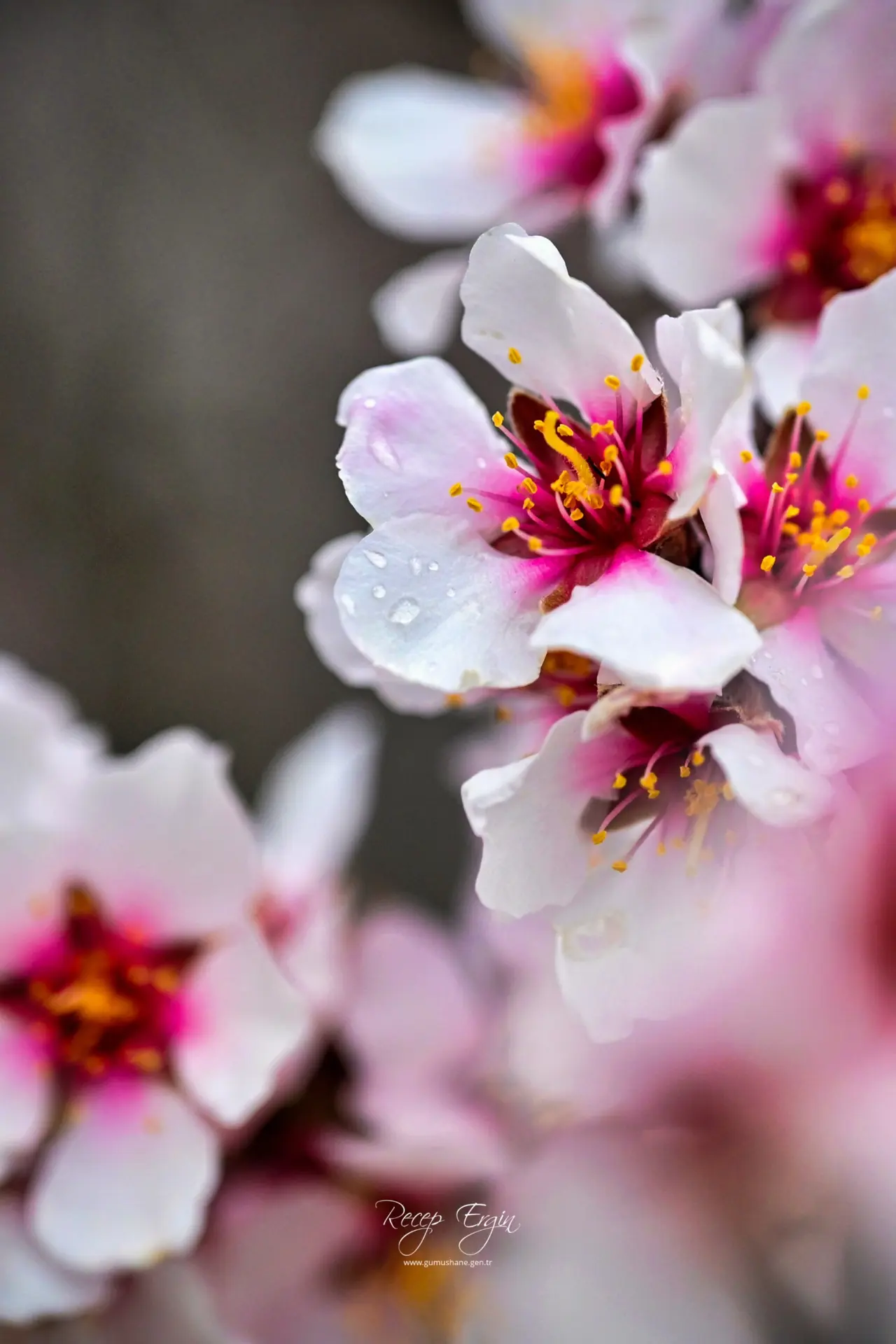 Gümüşhane’de baharın renkleri kışın beyazıyla kucaklaştı 16