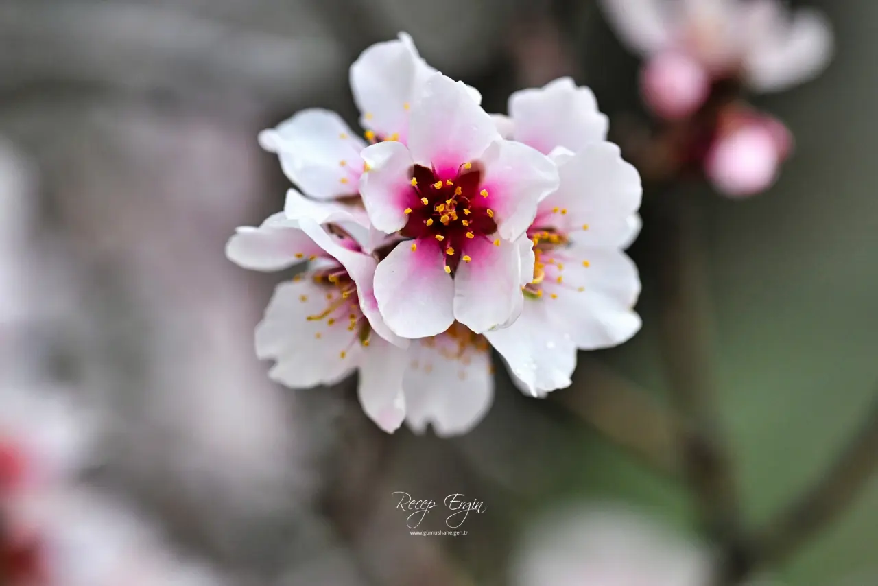 Gümüşhane’de baharın renkleri kışın beyazıyla kucaklaştı 17