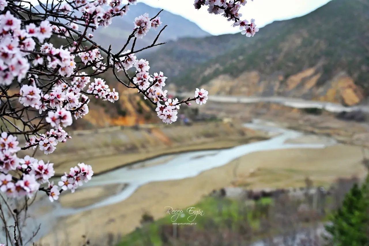 Gümüşhane’de baharın renkleri kışın beyazıyla kucaklaştı 12