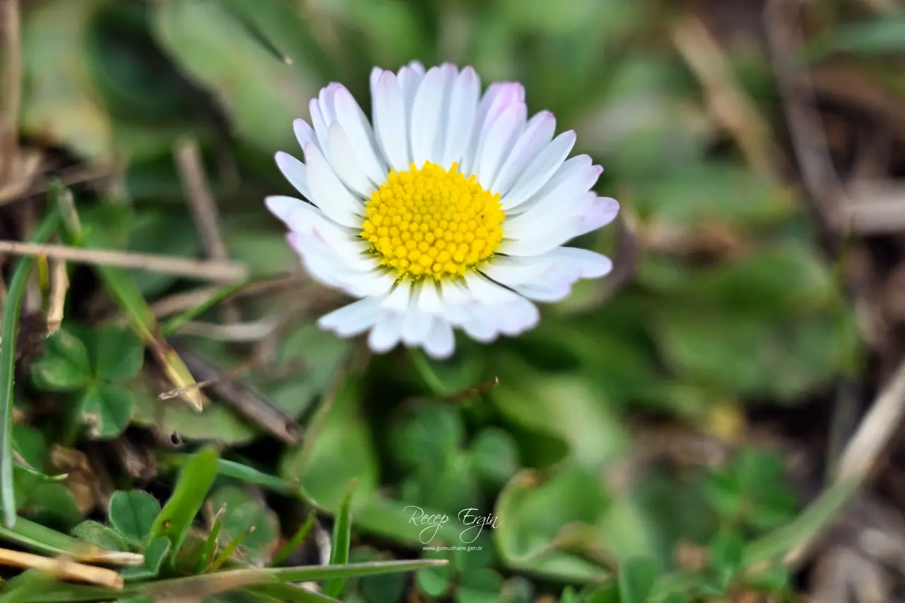 Gümüşhane’de baharın renkleri kışın beyazıyla kucaklaştı 6