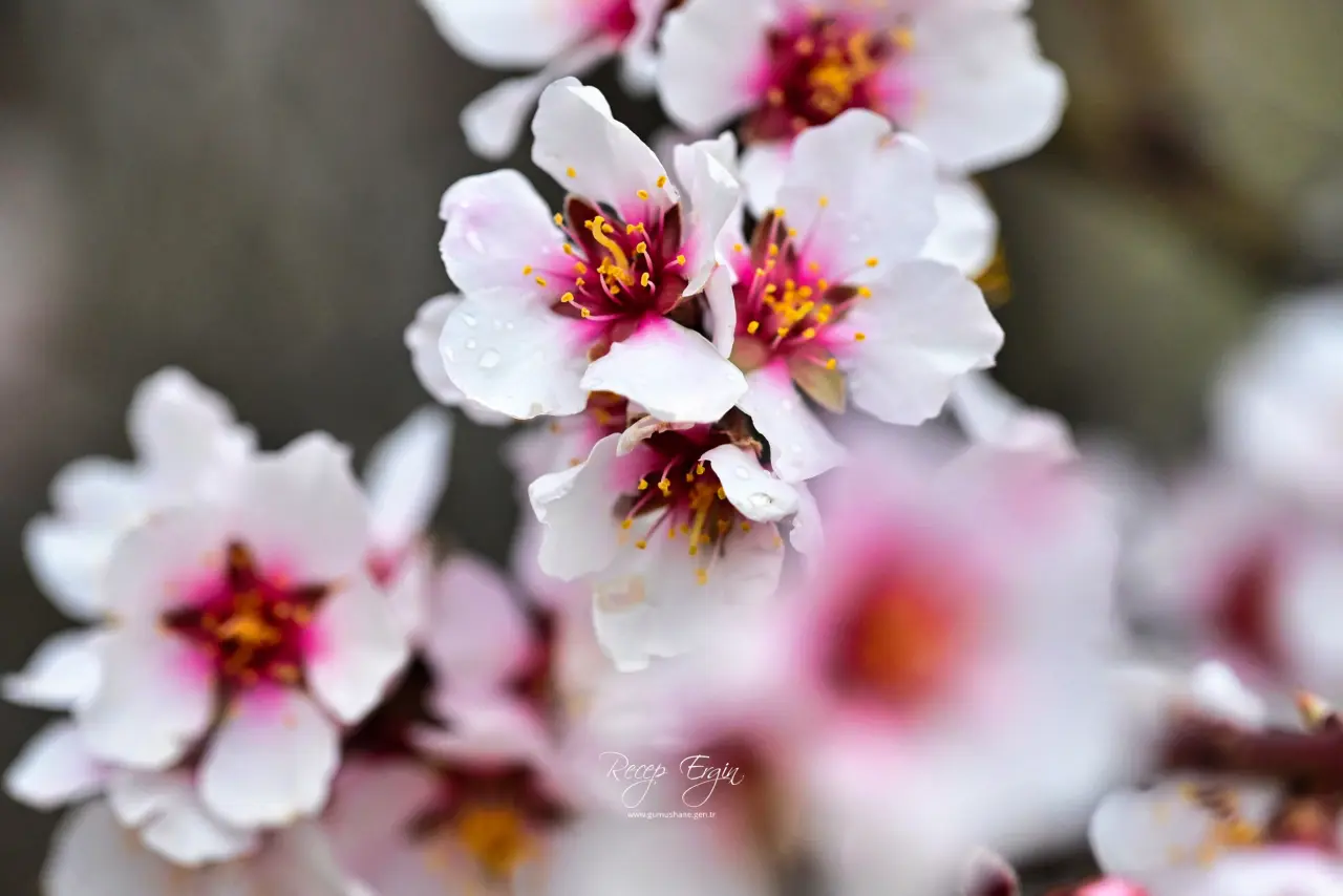 Gümüşhane’de baharın renkleri kışın beyazıyla kucaklaştı 13