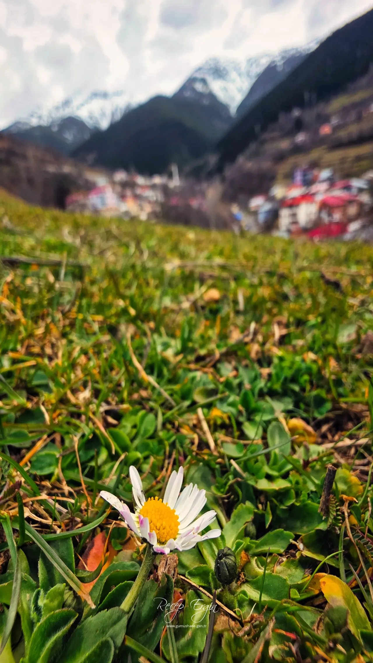 Gümüşhane’de baharın renkleri kışın beyazıyla kucaklaştı 1