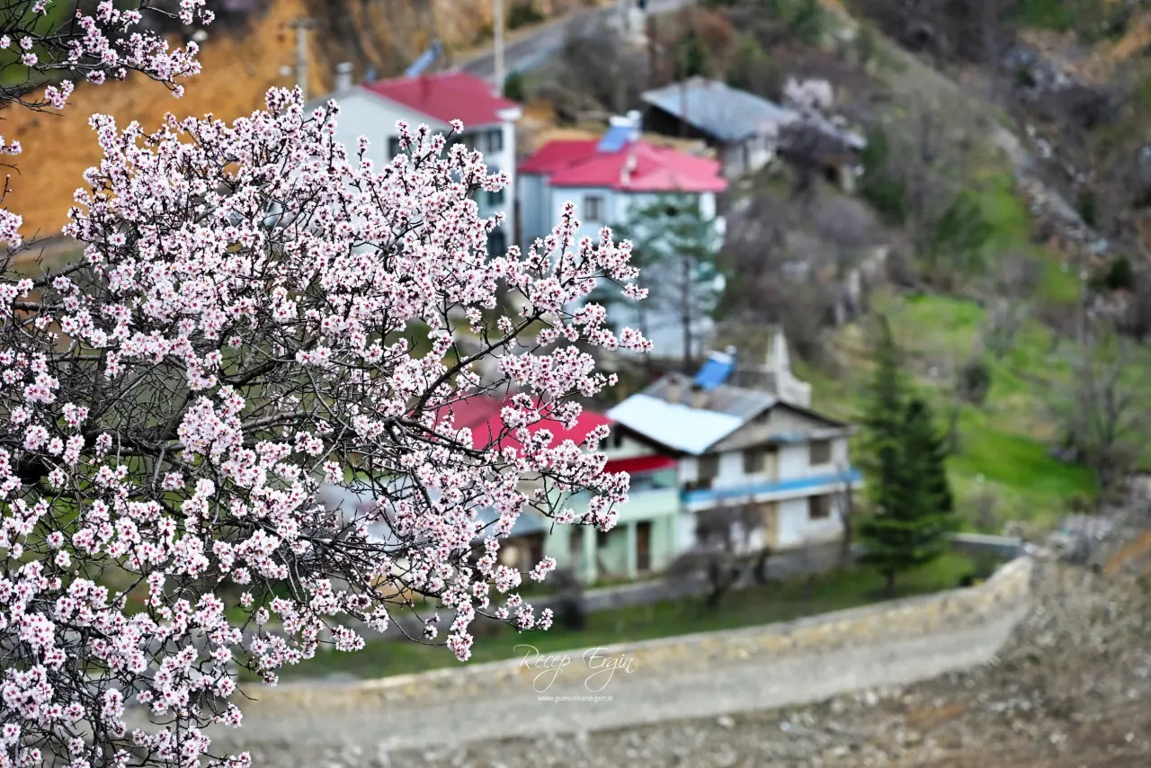 Gümüşhane’de baharın renkleri kışın beyazıyla kucaklaştı 7