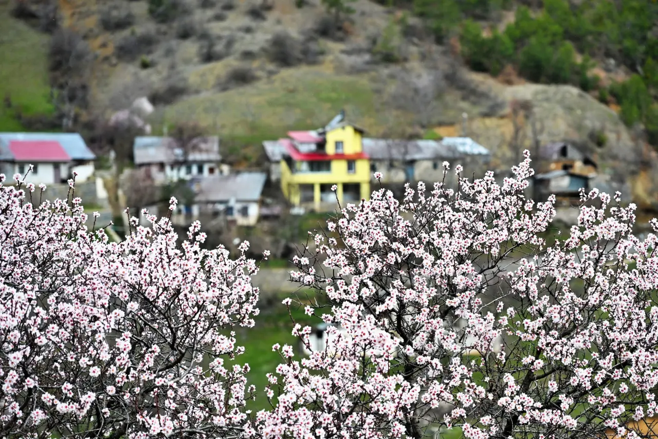 Gümüşhane’de baharın renkleri kışın beyazıyla kucaklaştı 9