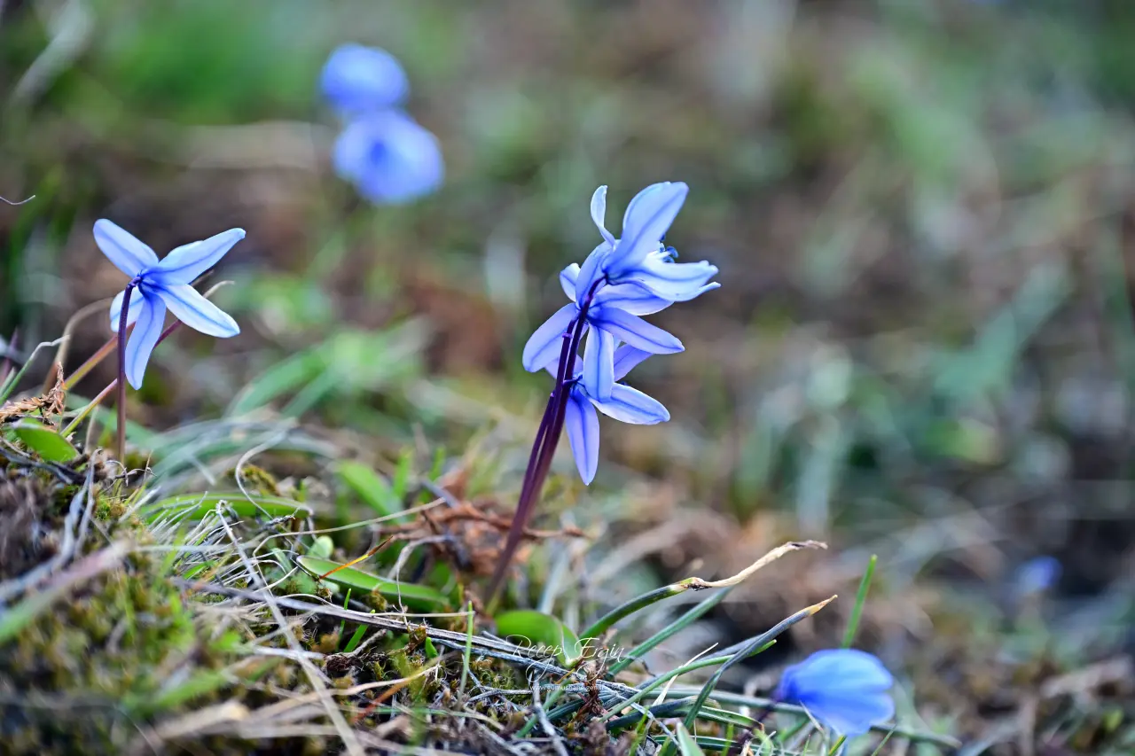 Gümüşhane’de iki mevsim bir arada: Bir yanda kar, bir yanda çiçek 21