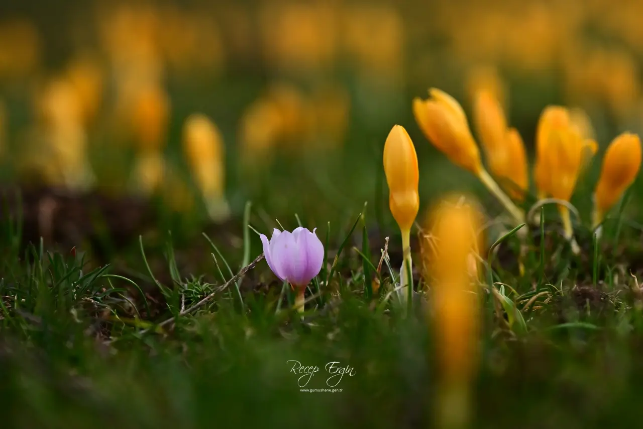 Gümüşhane’de iki mevsim bir arada: Bir yanda kar, bir yanda çiçek 4