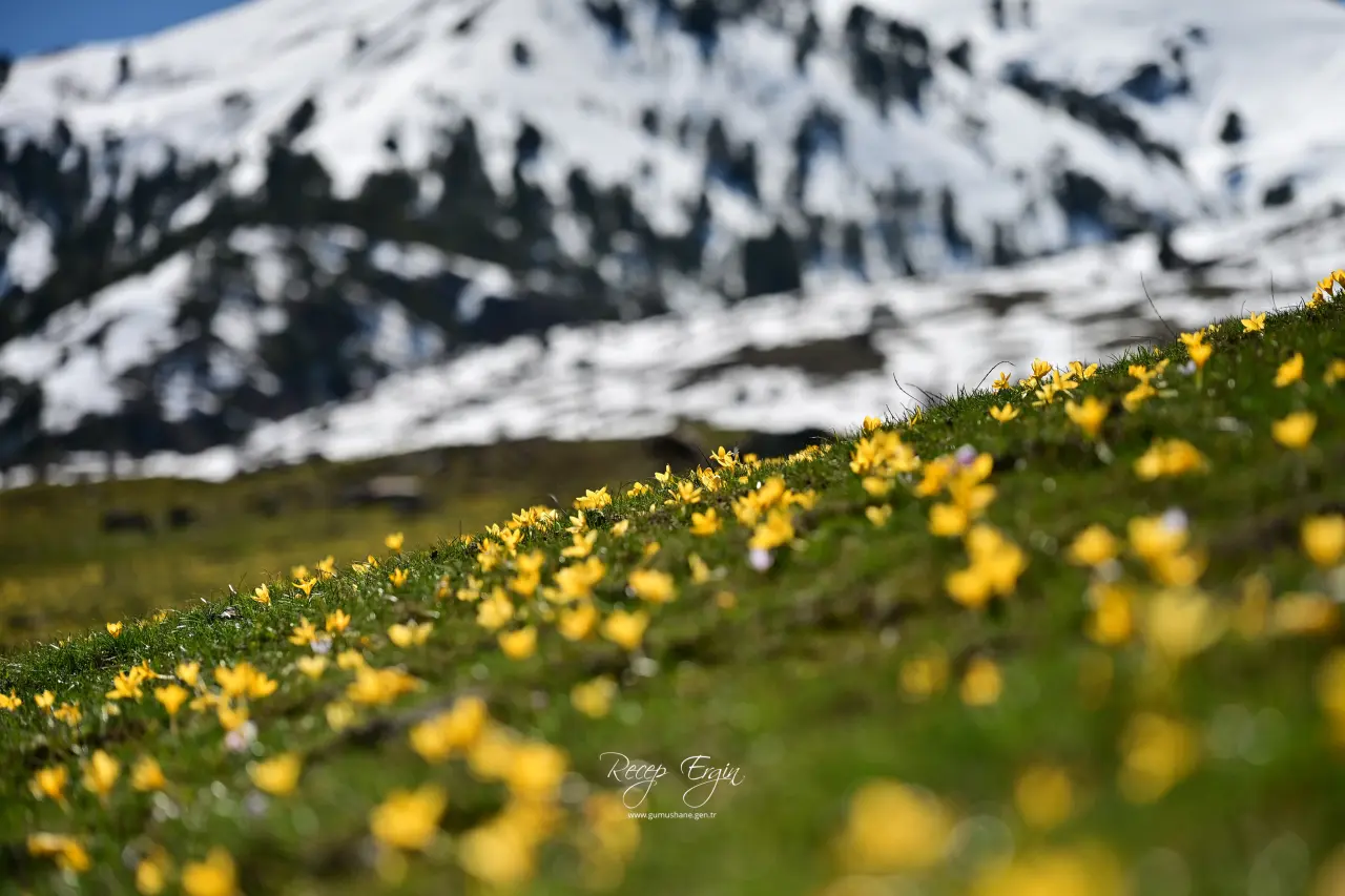 Gümüşhane’de iki mevsim bir arada: Bir yanda kar, bir yanda çiçek 13