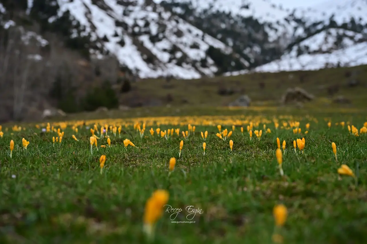 Gümüşhane’de iki mevsim bir arada: Bir yanda kar, bir yanda çiçek 1