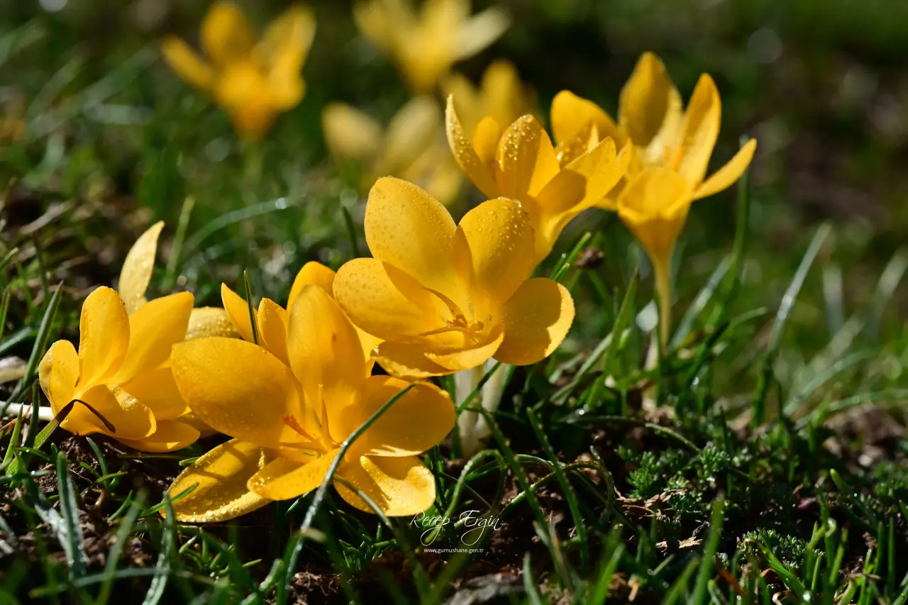 Gümüşhane’de iki mevsim bir arada: Bir yanda kar, bir yanda çiçek 17