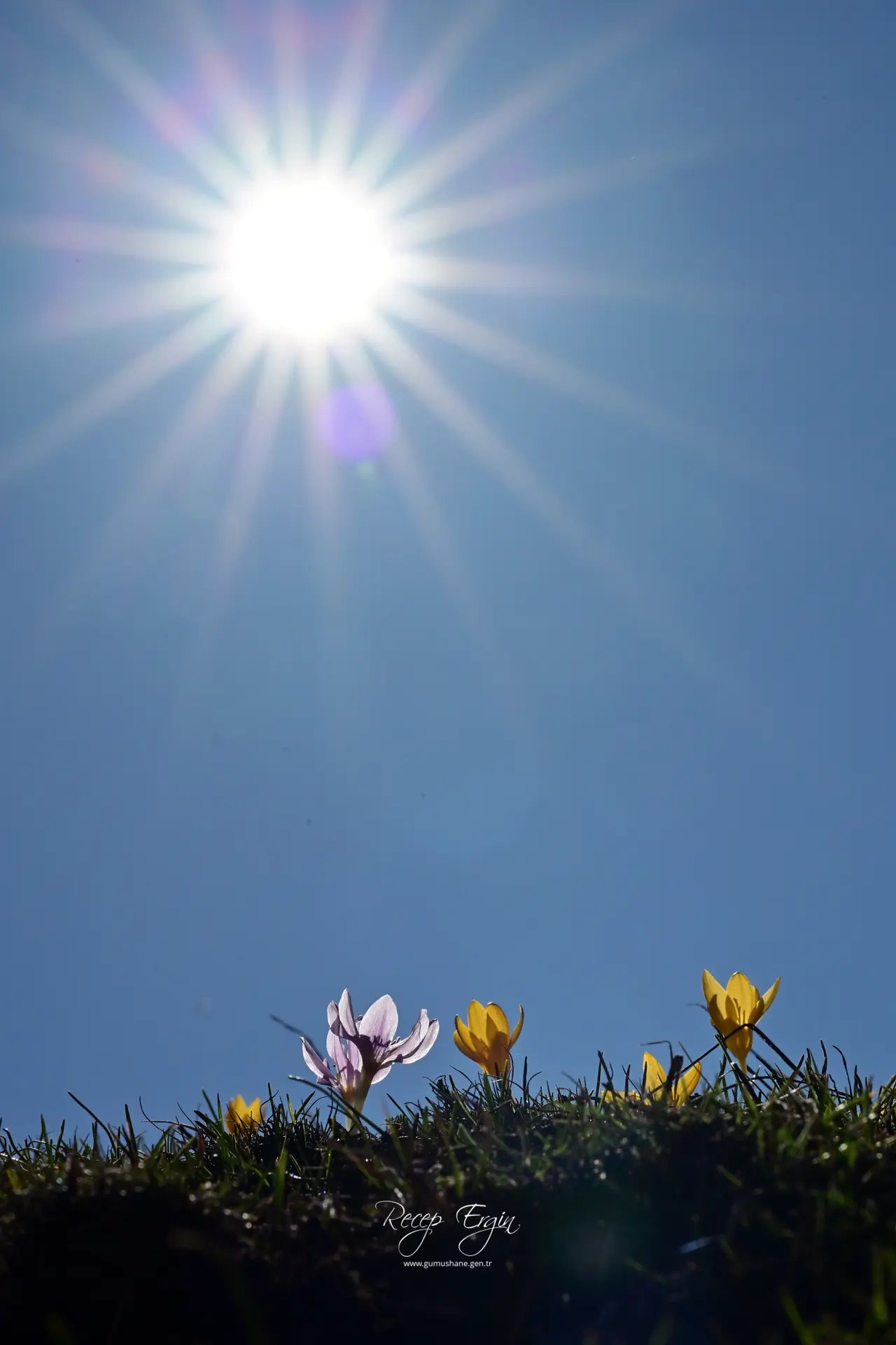 Gümüşhane’de iki mevsim bir arada: Bir yanda kar, bir yanda çiçek 24