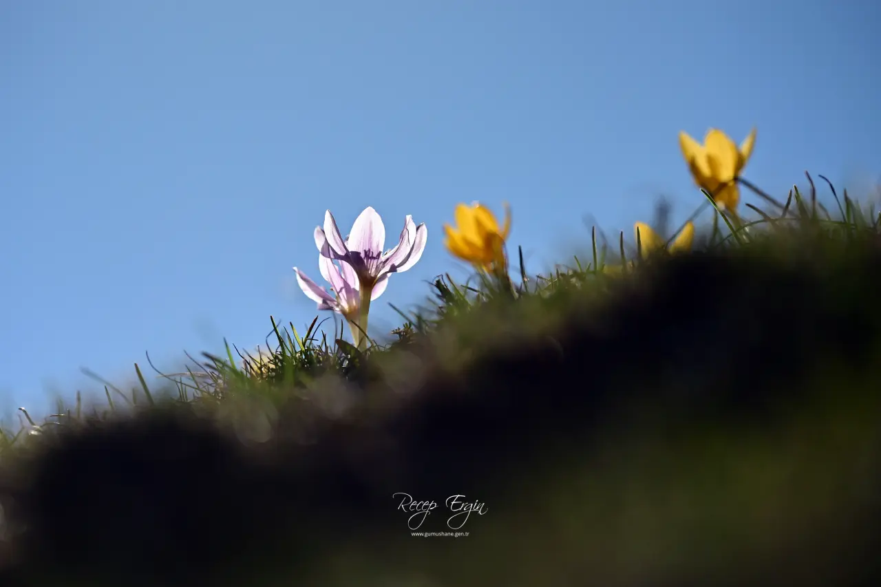 Gümüşhane’de iki mevsim bir arada: Bir yanda kar, bir yanda çiçek 25