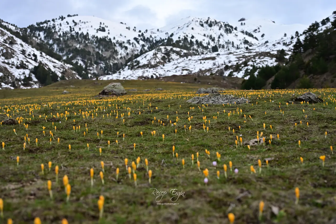 Gümüşhane’de iki mevsim bir arada: Bir yanda kar, bir yanda çiçek 7