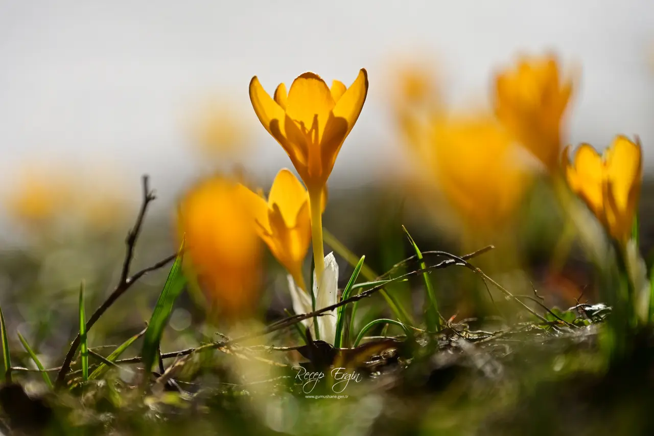 Gümüşhane’de iki mevsim bir arada: Bir yanda kar, bir yanda çiçek 26