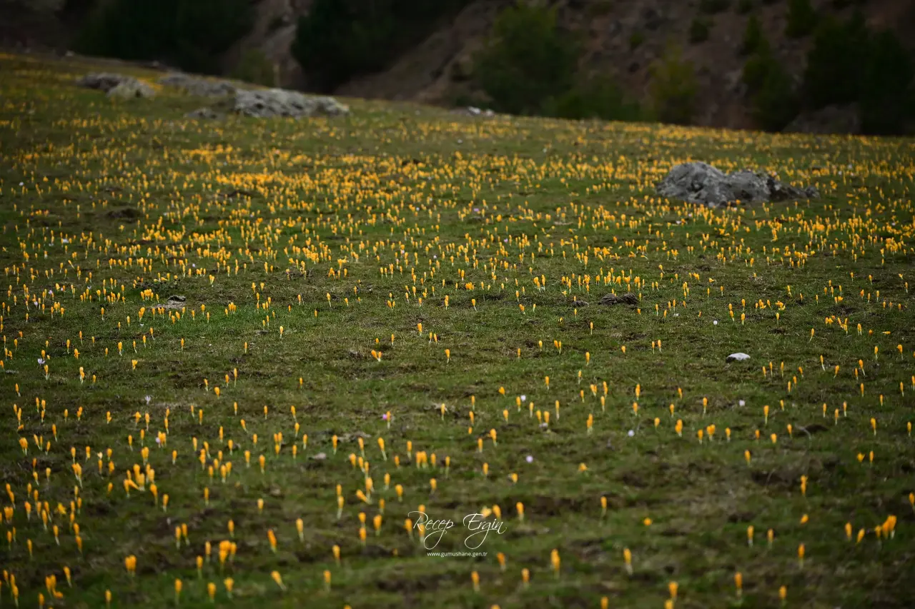 Gümüşhane’de iki mevsim bir arada: Bir yanda kar, bir yanda çiçek 6