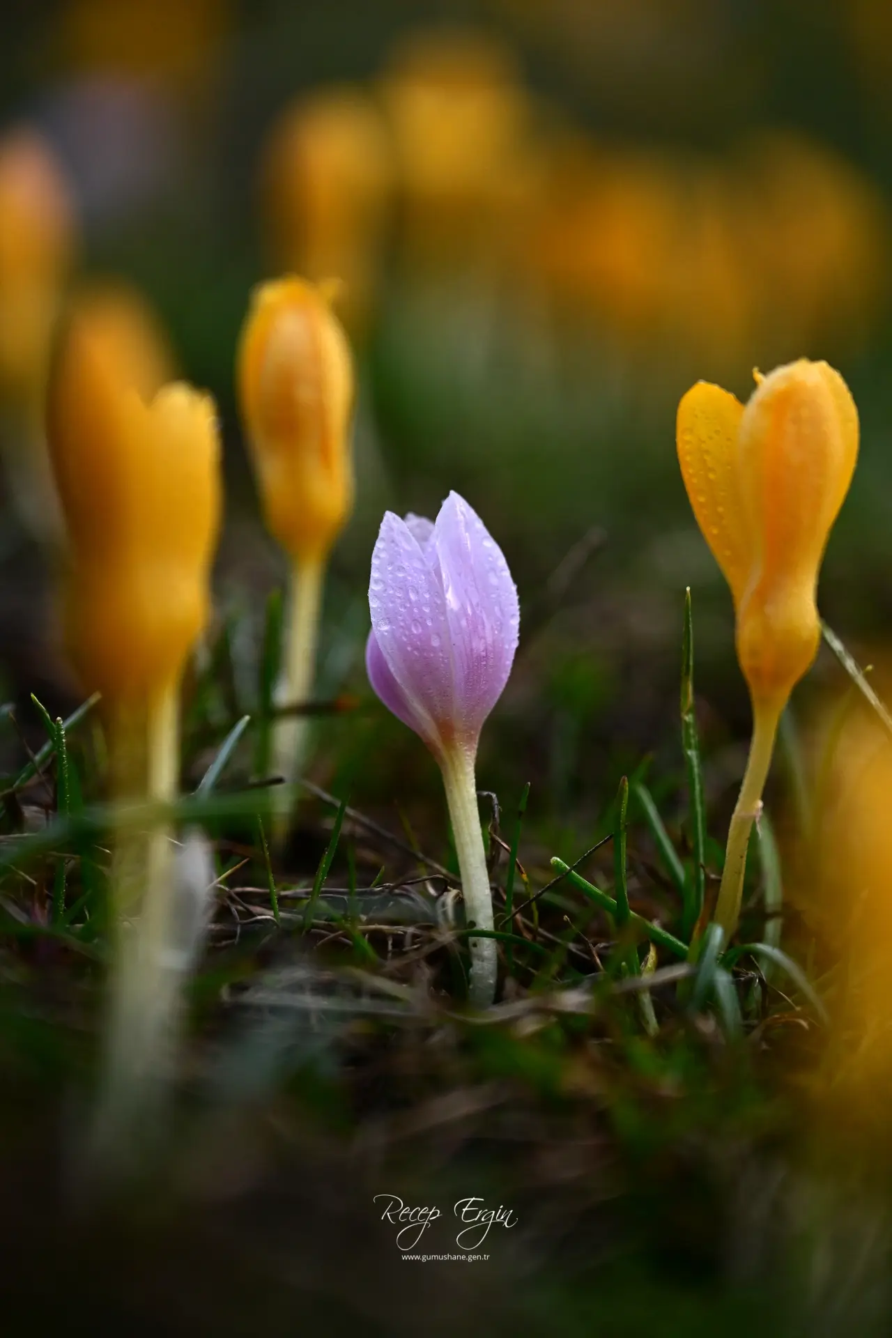 Gümüşhane’de iki mevsim bir arada: Bir yanda kar, bir yanda çiçek 9