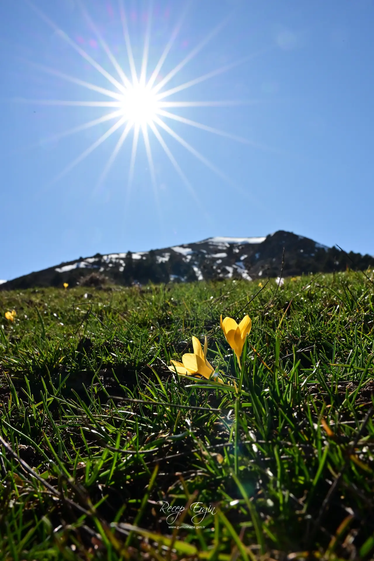 Gümüşhane’de iki mevsim bir arada: Bir yanda kar, bir yanda çiçek 23