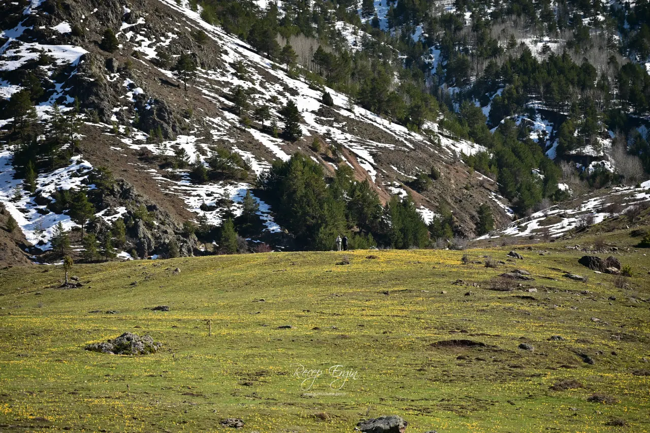 Gümüşhane’de iki mevsim bir arada: Bir yanda kar, bir yanda çiçek 22