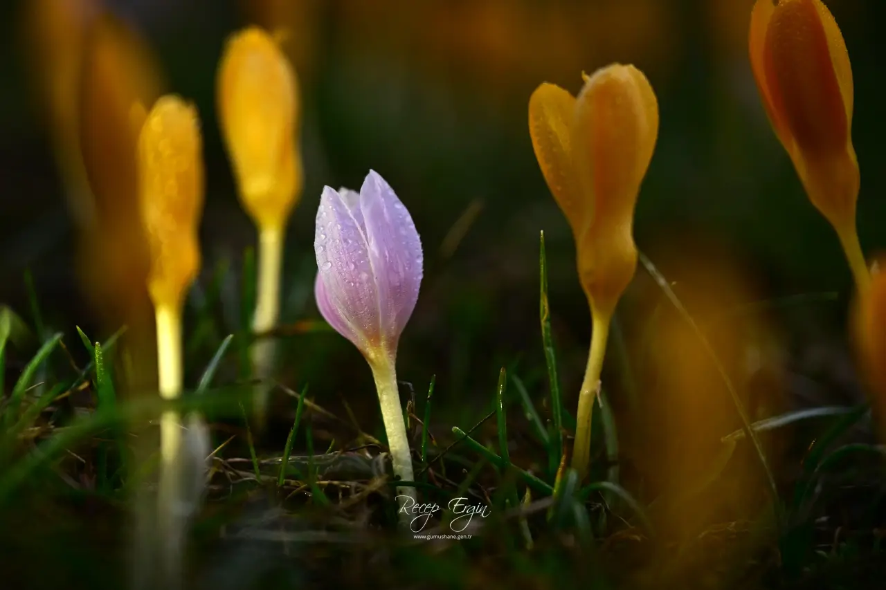 Gümüşhane’de iki mevsim bir arada: Bir yanda kar, bir yanda çiçek 11