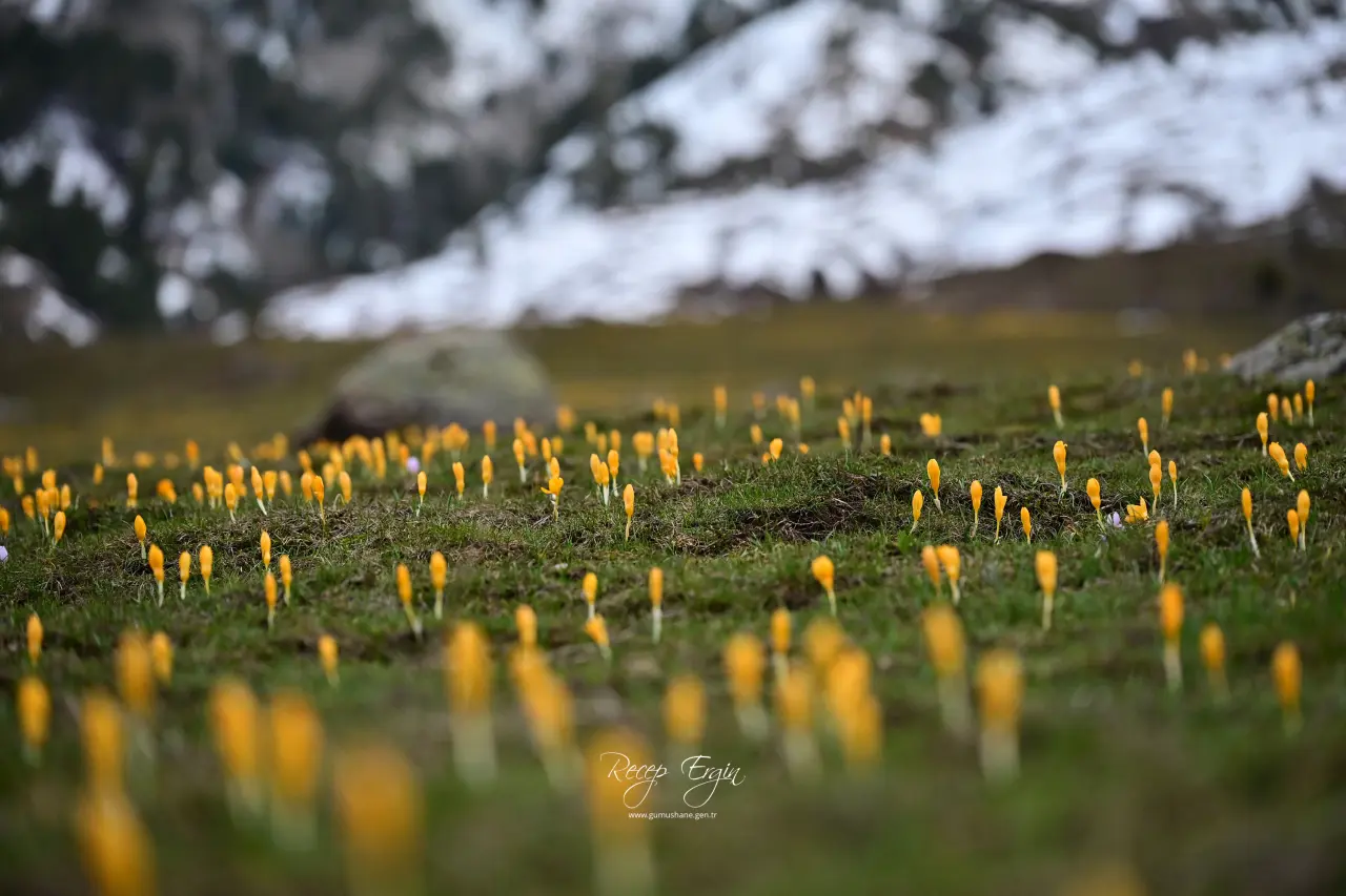 Gümüşhane’de iki mevsim bir arada: Bir yanda kar, bir yanda çiçek 8
