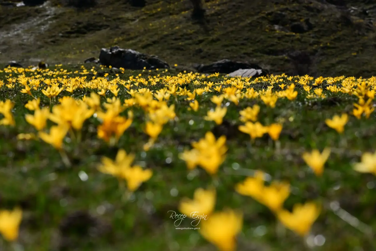 Gümüşhane’de iki mevsim bir arada: Bir yanda kar, bir yanda çiçek 15