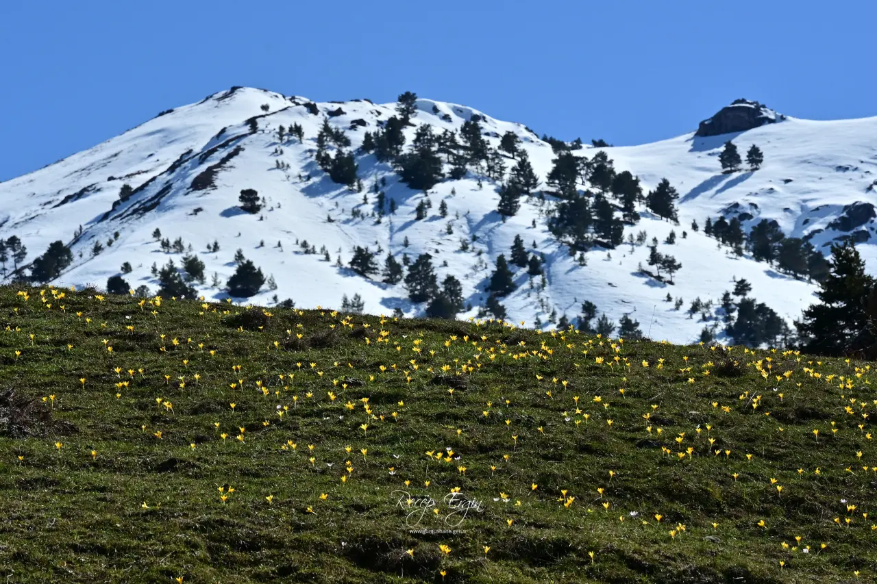 Gümüşhane’de iki mevsim bir arada: Bir yanda kar, bir yanda çiçek 20