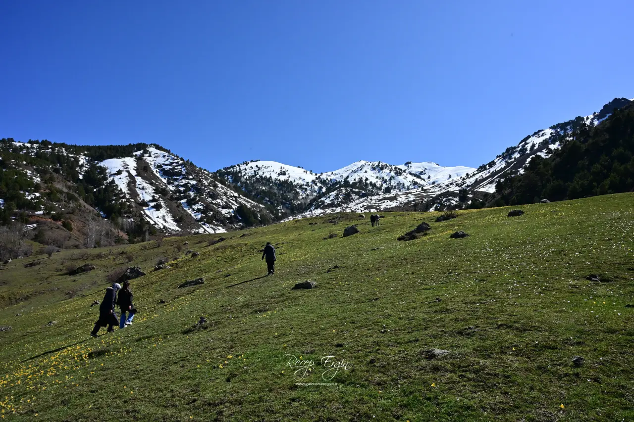 Gümüşhane’de iki mevsim bir arada: Bir yanda kar, bir yanda çiçek 19
