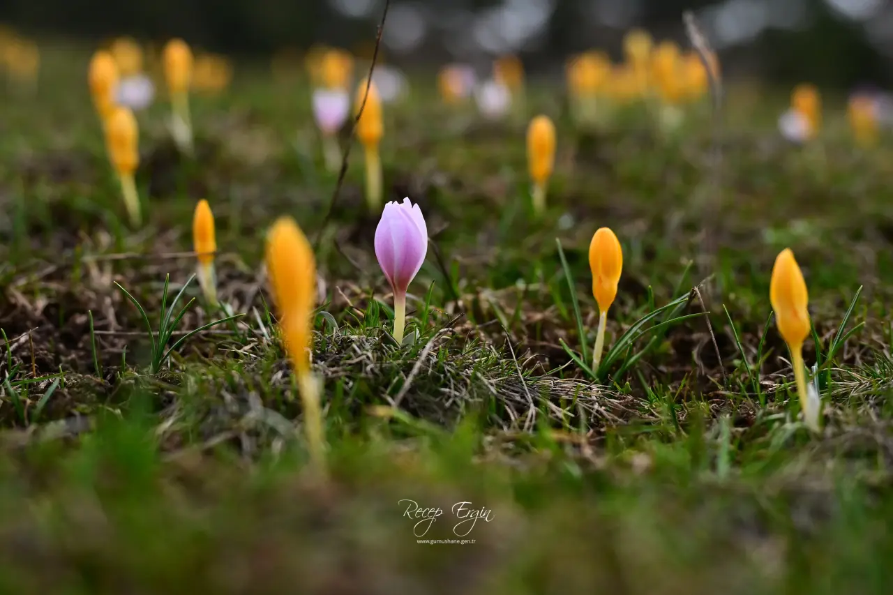 Gümüşhane’de iki mevsim bir arada: Bir yanda kar, bir yanda çiçek 5